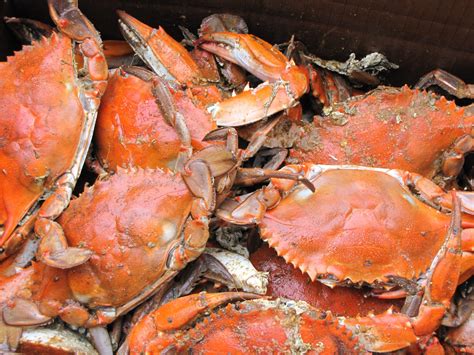 Autumn crab - Fall in Love with Crabs this Autumn. Blue crab season runs until the end of November, making them the perfect protein for Fall recipes. The biggest, …